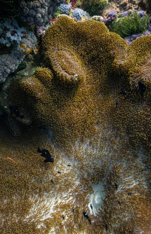Imagine de stoc gratuită din burete, coral, ocean