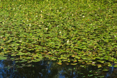 Photos gratuites de bassin, eau, envahi par la végétation