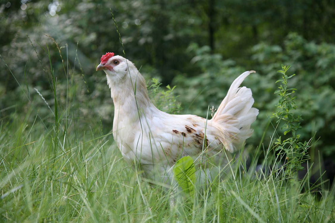 Free White Chicken on Green Grass Field Stock Photo