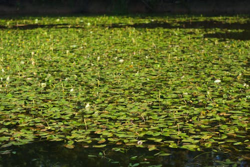 Photos gratuites de bassin, eau, envahi par la végétation