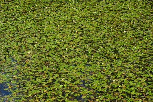 Free stock photo of green, lake, leaves