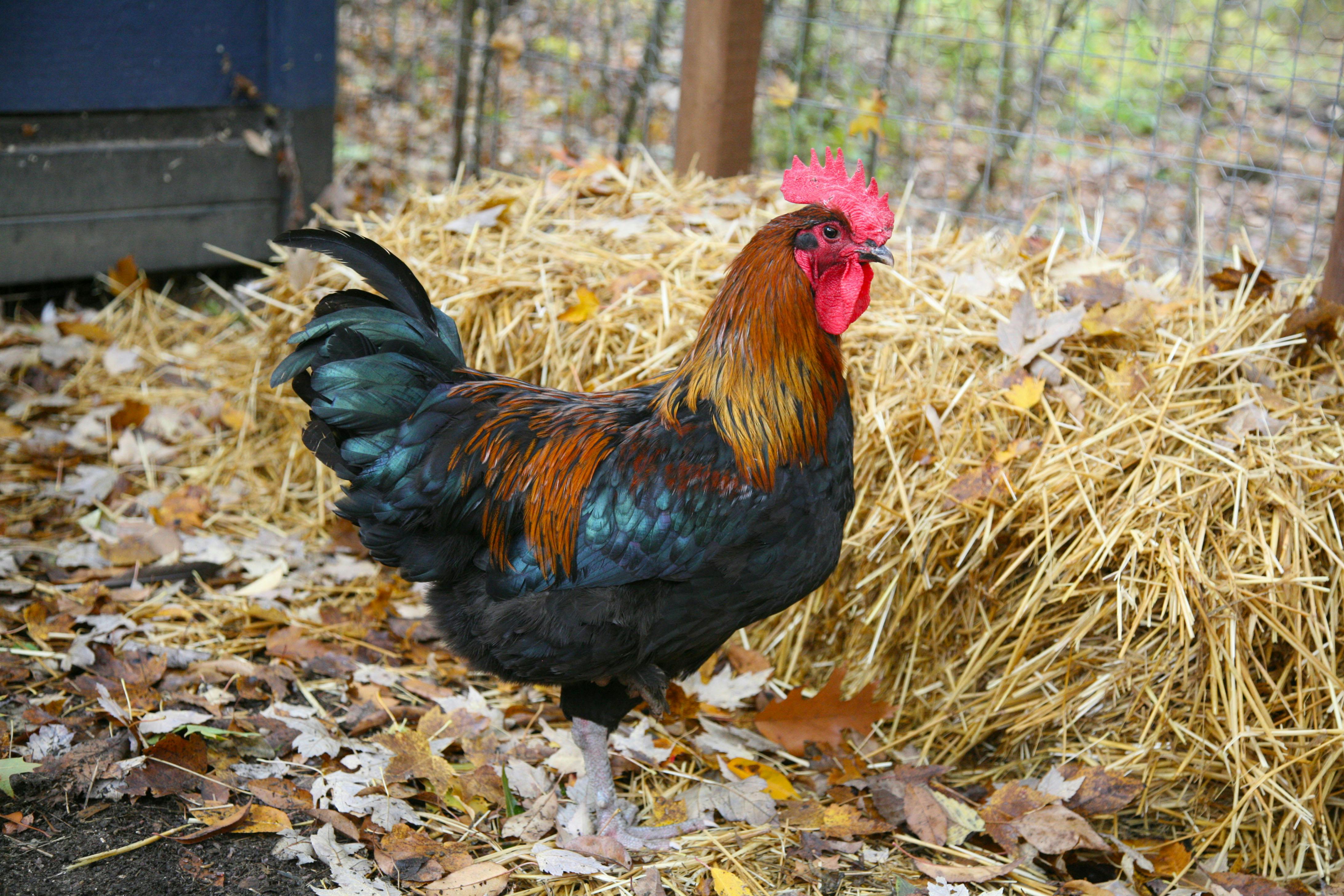 Ramalan Shio Ayam 2021 - Ayam Tanah
