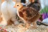Broiler chicks