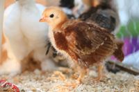 Broiler chicks