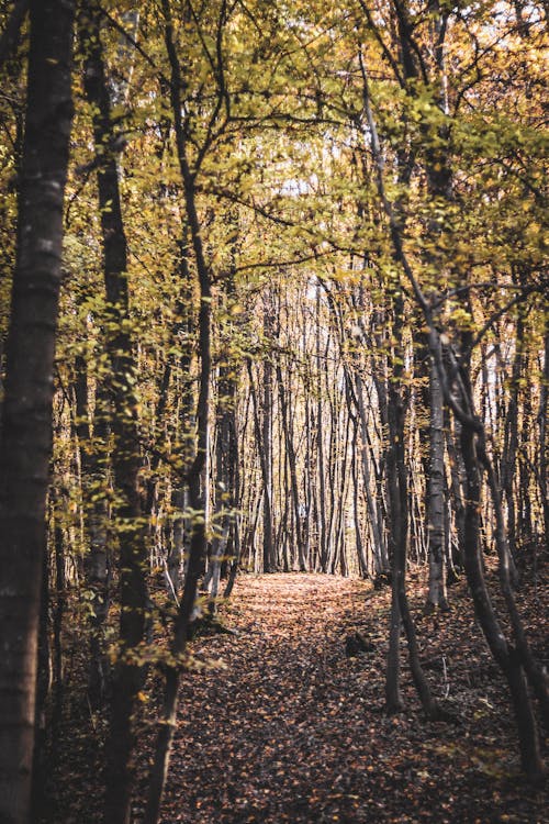 Základová fotografie zdarma na téma les, podzim, příroda