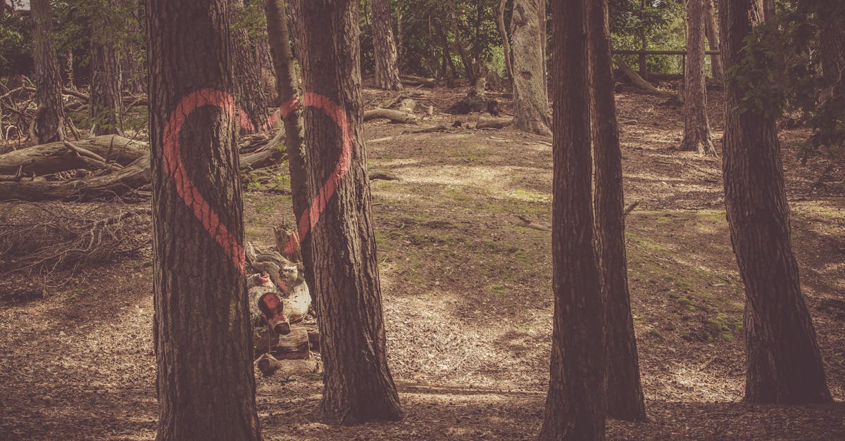 A graffiti heart painted on tree trunks in a tranquil woodland scene.