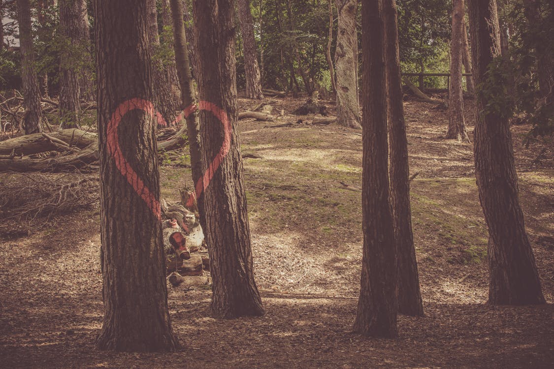 Imagine de stoc gratuită din arbori, arborii căzuți, codru