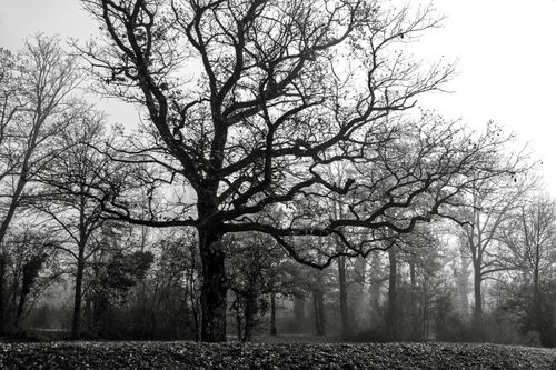 Free Black and white of tall leafless trees with thick branches growing in park against cloudless sky in gloomy autumn day Stock Photo