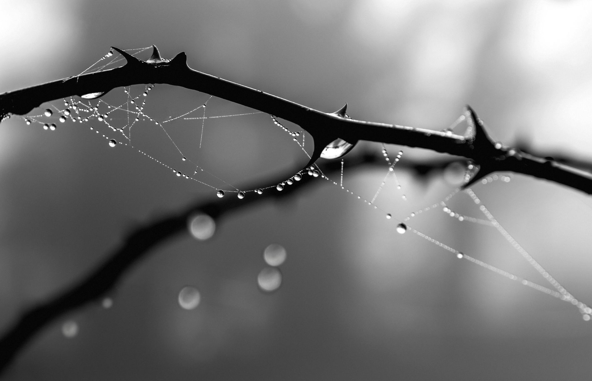 Black and white of water drops on leafless tree sprig with spider web and thorns growing in forest against blurred background