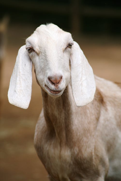 Избирательное фото белой козы