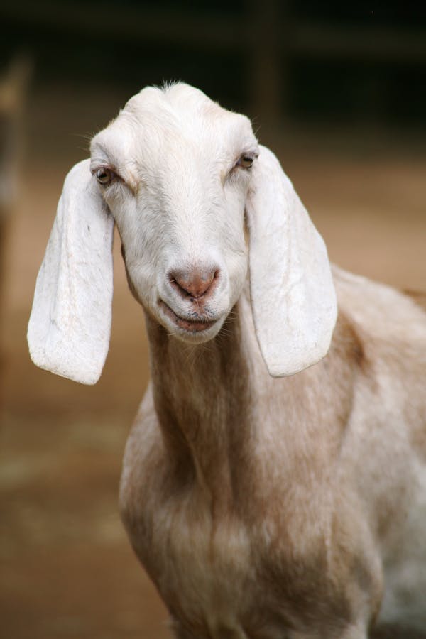 Selective Photo of White Goat