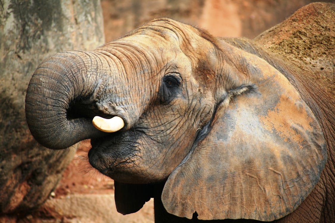 бесплатная Серый слон возле дерева Стоковое фото
