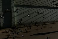 Flock of pigeons flying on street