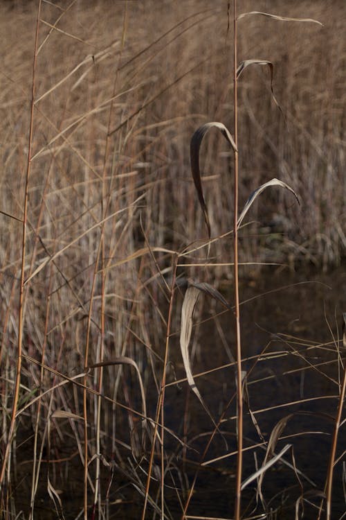 Long thin stems with dry leaves and twigs growing in meadow in suburban area