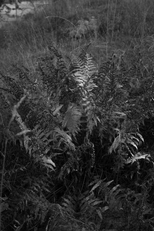 Fotobanka s bezplatnými fotkami na tému botanický, botanika, bylinka