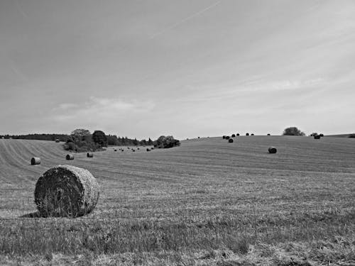 Foto d'estoc gratuïta de agrícola, blanc i negre, camp