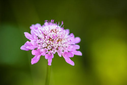 A Close-up Shot of a Purple Flower