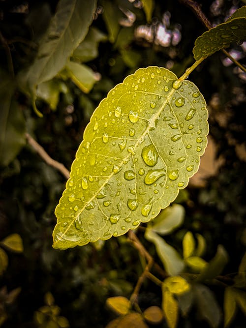 A Close-up Shot of a Green Leaf with Raindrops