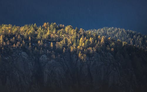 Free Green Trees on Gray Rocky Mountain Stock Photo