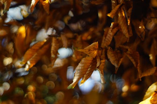 Free stock photo of autumn, autumn leaves, fall