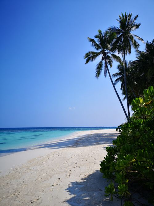 Free Relaxing tropical beach scene with palm trees and pristine blue waters. Stock Photo