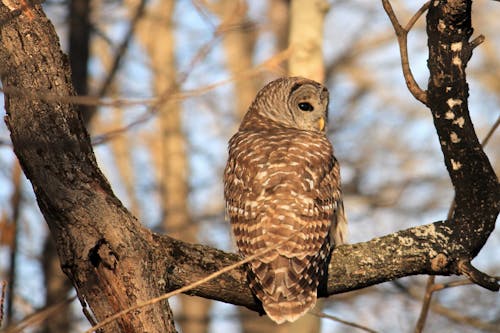 Free stock photo of barred owl, nature, outdoors