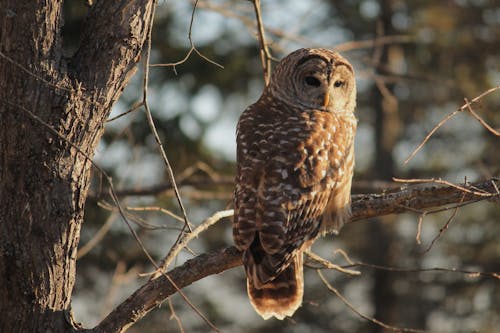 Free stock photo of barred owl, nature, outdoors