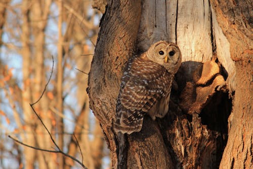 Free stock photo of barred owl, outdoors, owl