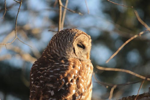 Free stock photo of barred owl, outdoors, owl