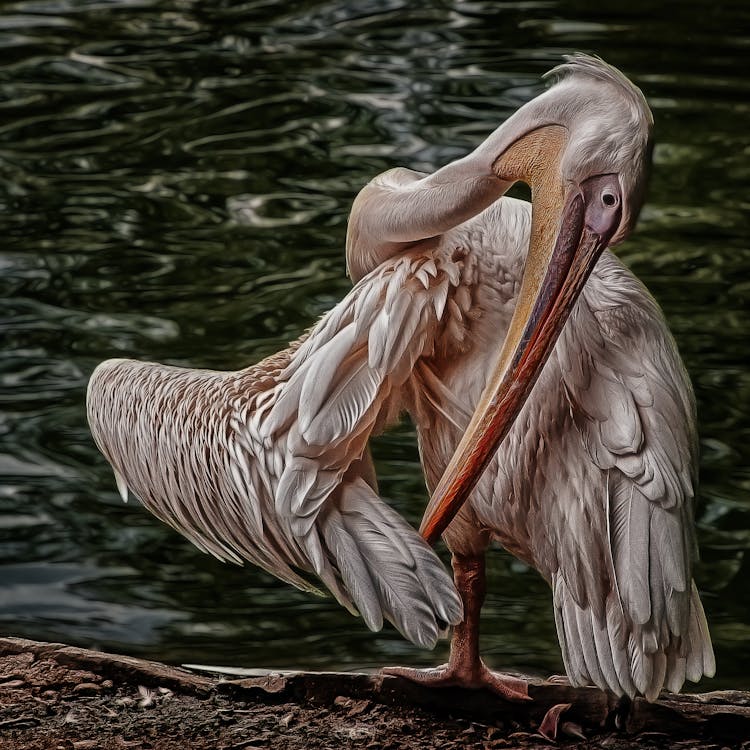 White Pelican On Water