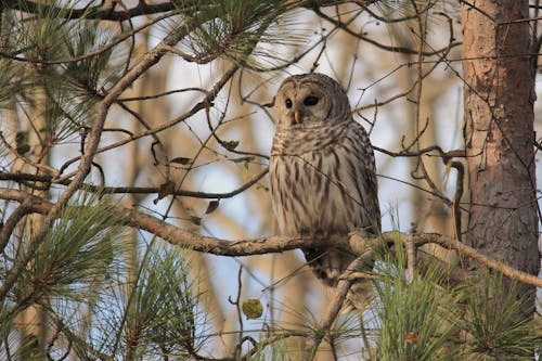 Free stock photo of barred owl, outdoors, owl