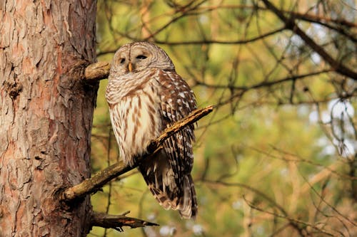 An Owl Sitting on a Tree