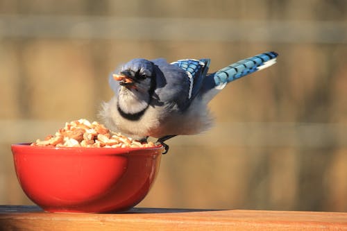 Fotos de stock gratuitas de arrendajo azul, aves, naturaleza