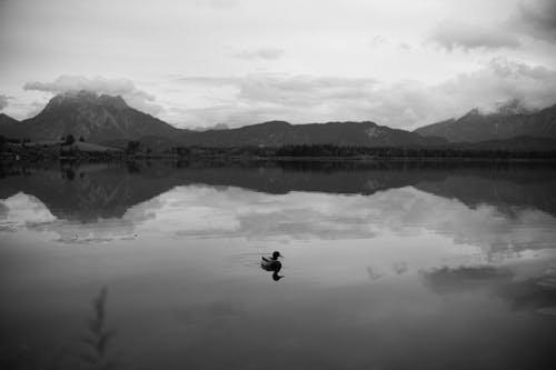 คลังภาพถ่ายฟรี ของ ขาวดำ, ทะเลสาบภูเขา, ธรรมชาติ