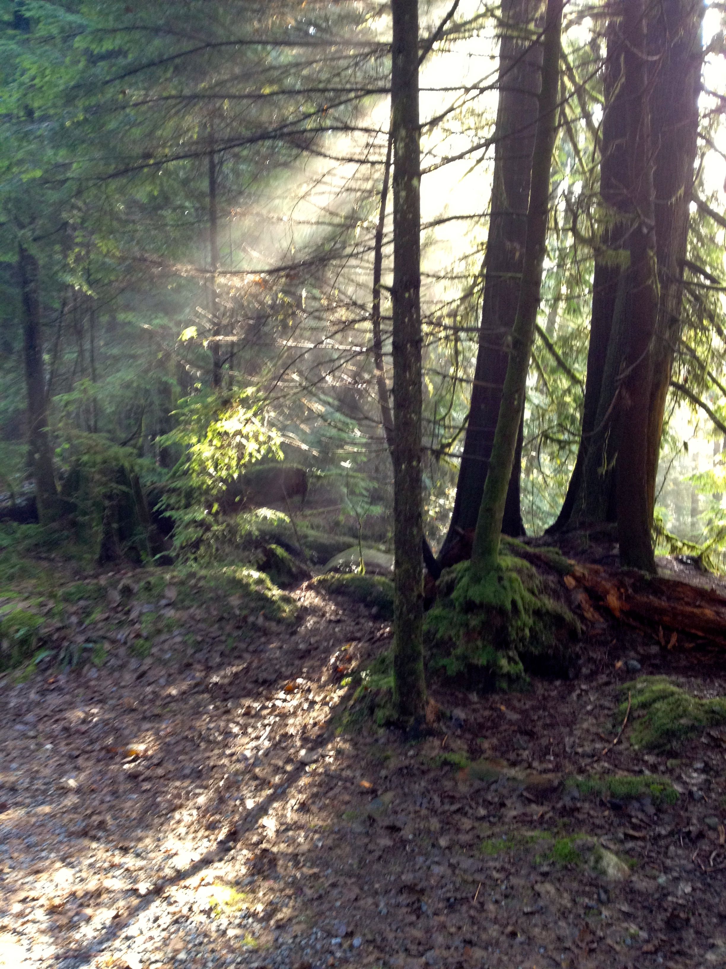 Free Stock Photo Of Calm Rainforest Serene