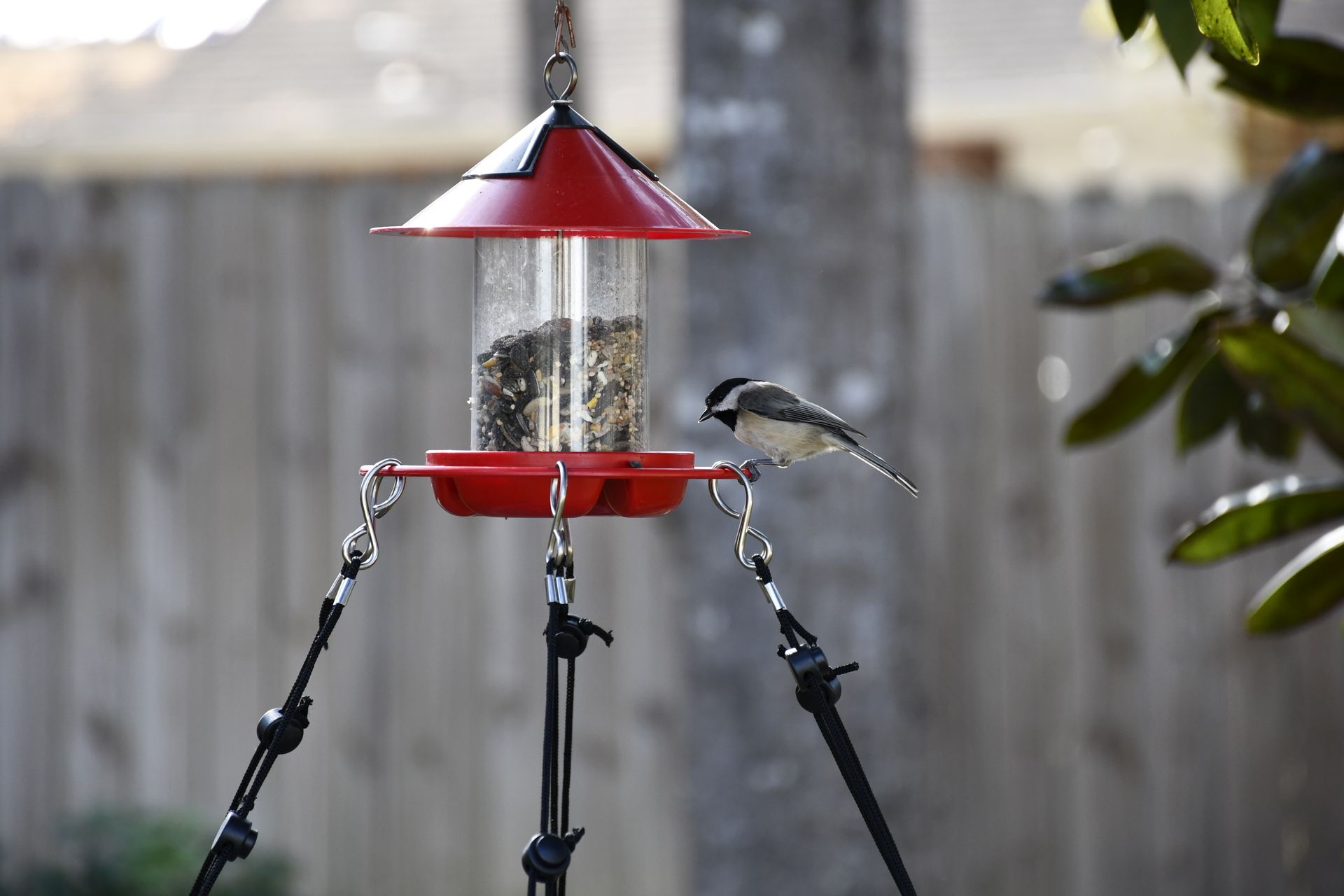 A chickadee perches at a red bird feeder in a tranquil backyard setting.