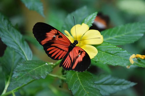Red and Black Butterfly on Yellow Flower