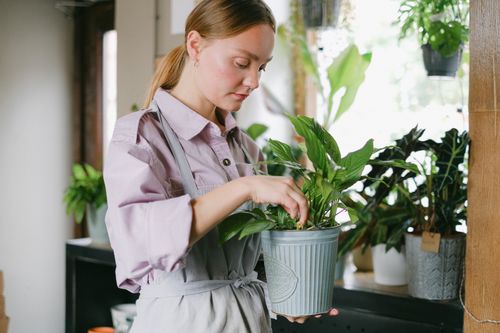 Free Woman tending to indoor plants wearing apron in cozy home setting. Stock Photo