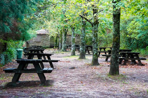 ağaçlar, coimbra, doğal park içeren Ücretsiz stok fotoğraf