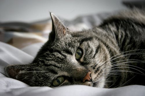 Free Adorable obedient tabby cat lying on soft comfortable bed at home in morning Stock Photo