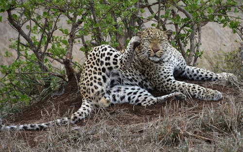Leopard Sitting on Brown Grass