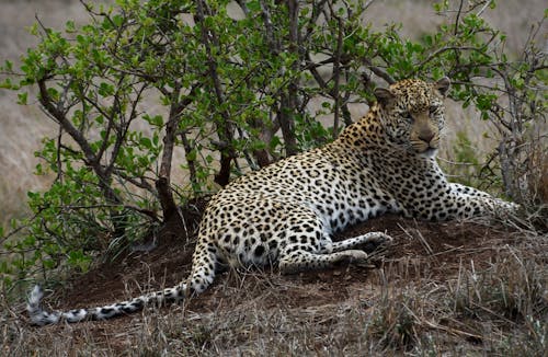 Leopard Sitting on the Brown Grass