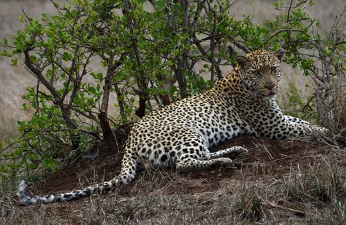 Free A leopard lounging under a tree in the South African savanna, showcasing its natural habitat. Stock Photo