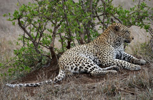 Leopard Lying on Brown Grass