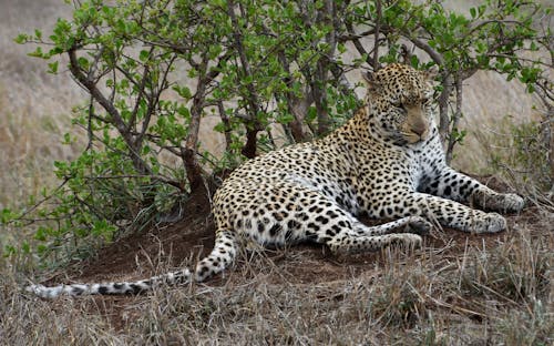 Leopard Lying on Brown Grass