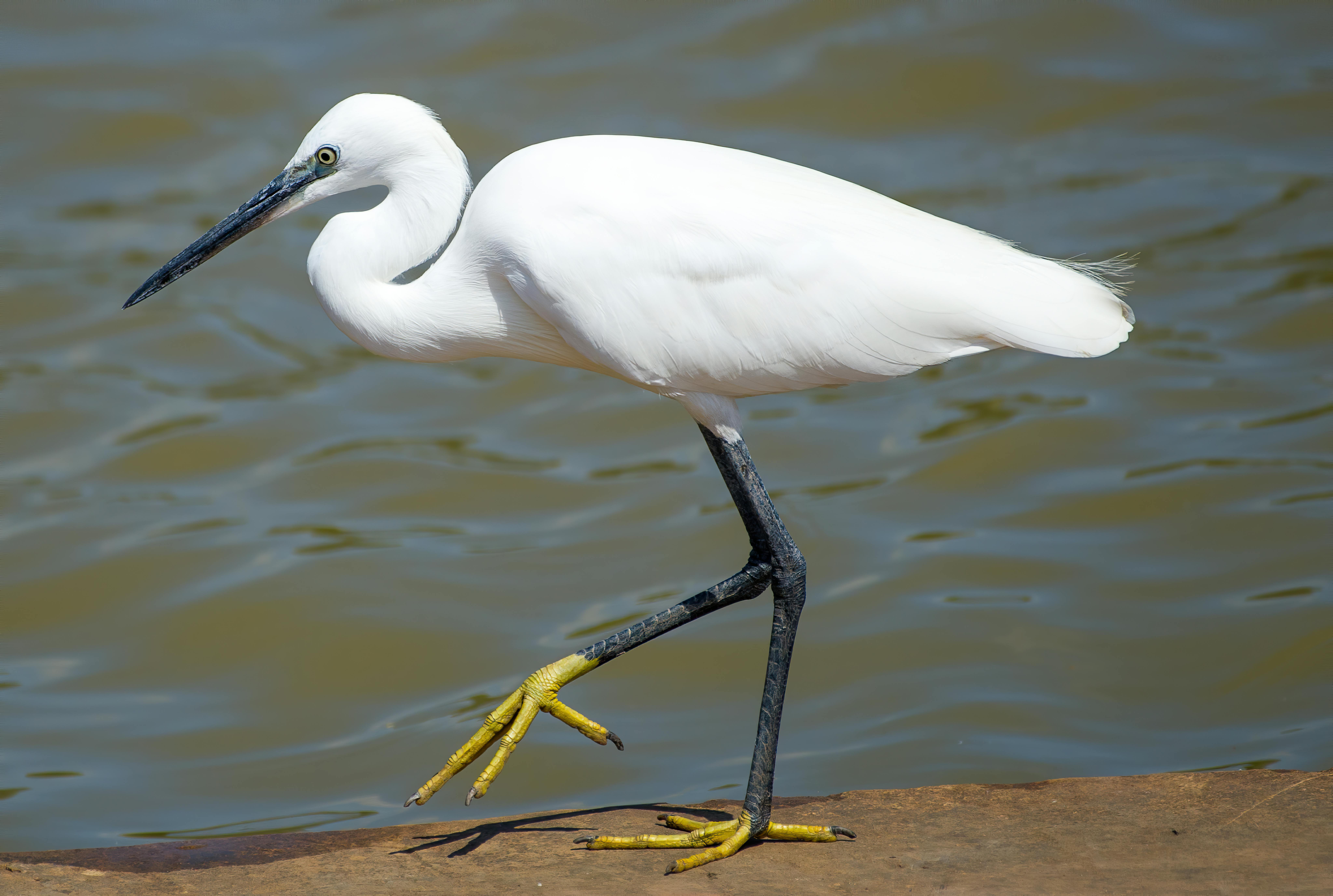 White Crane Bird · Free Stock Photo