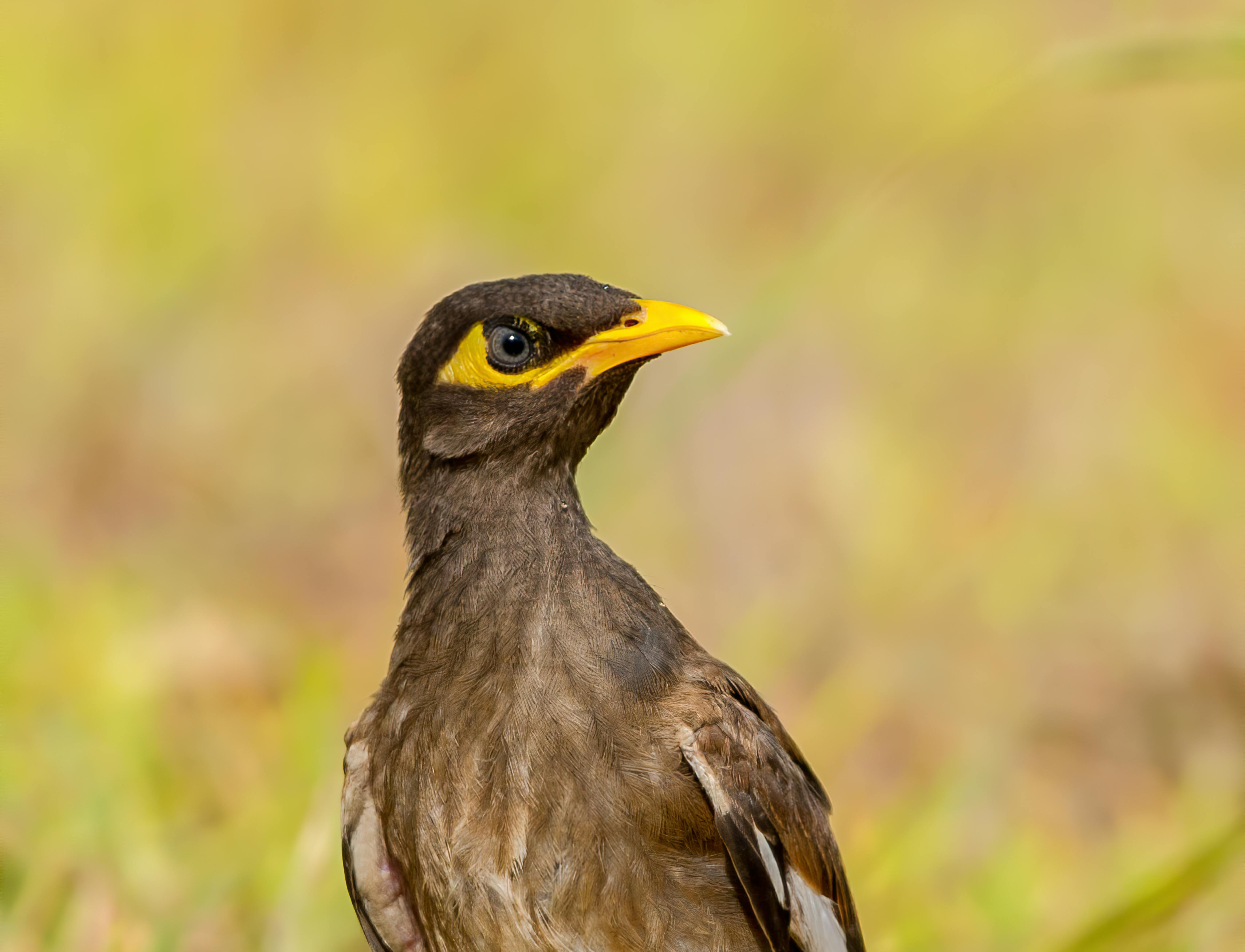 Close Up Shot of a Bird with Yellow Beak · Free Stock Photo
