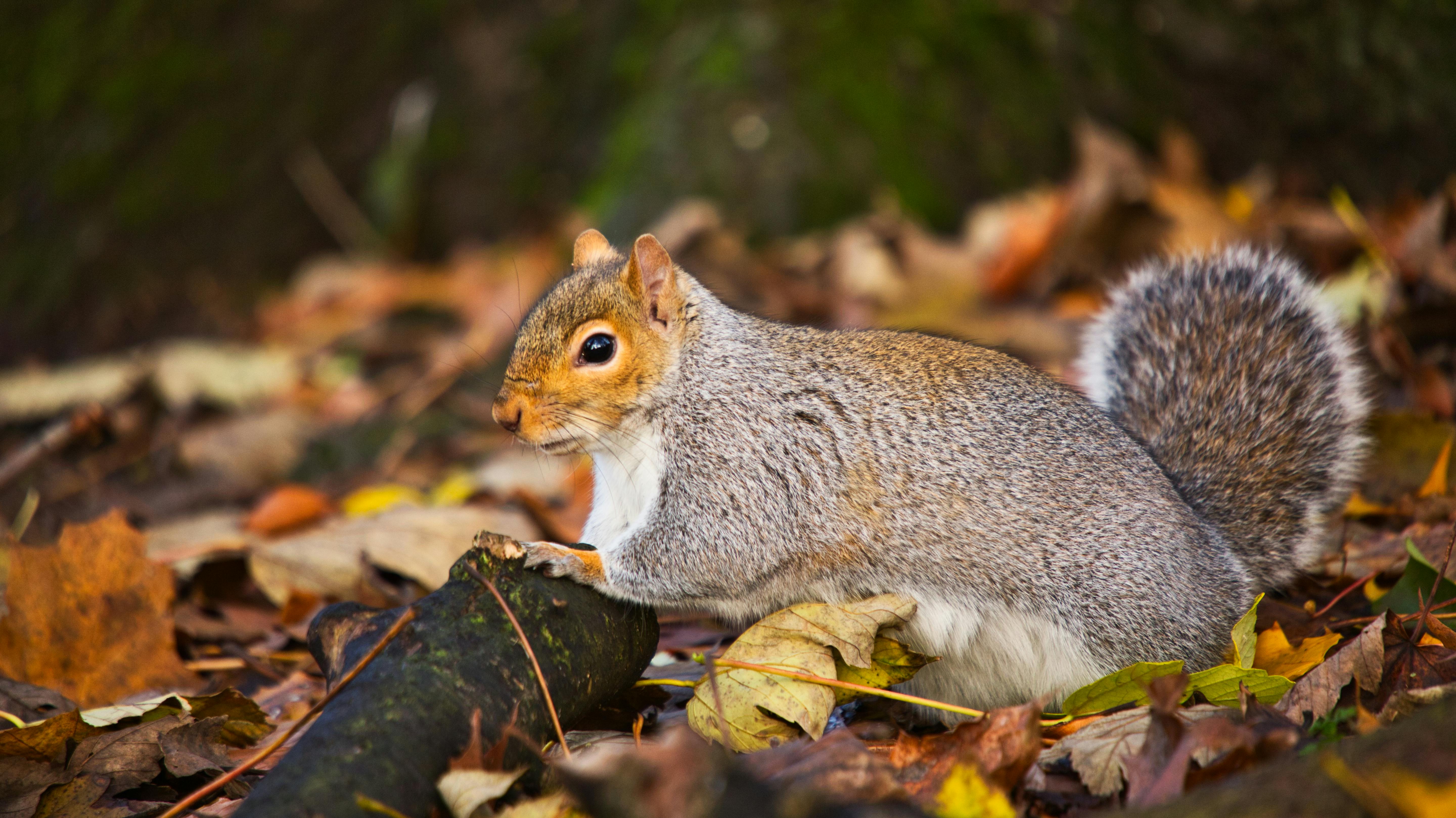 Selective Focus Photograph of Squirrel on Trunk · Free Stock Photo