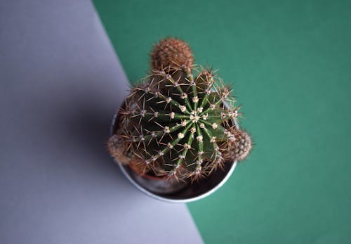 Zielony Kaktus Na Zielonej I Szarej Powierzchni
