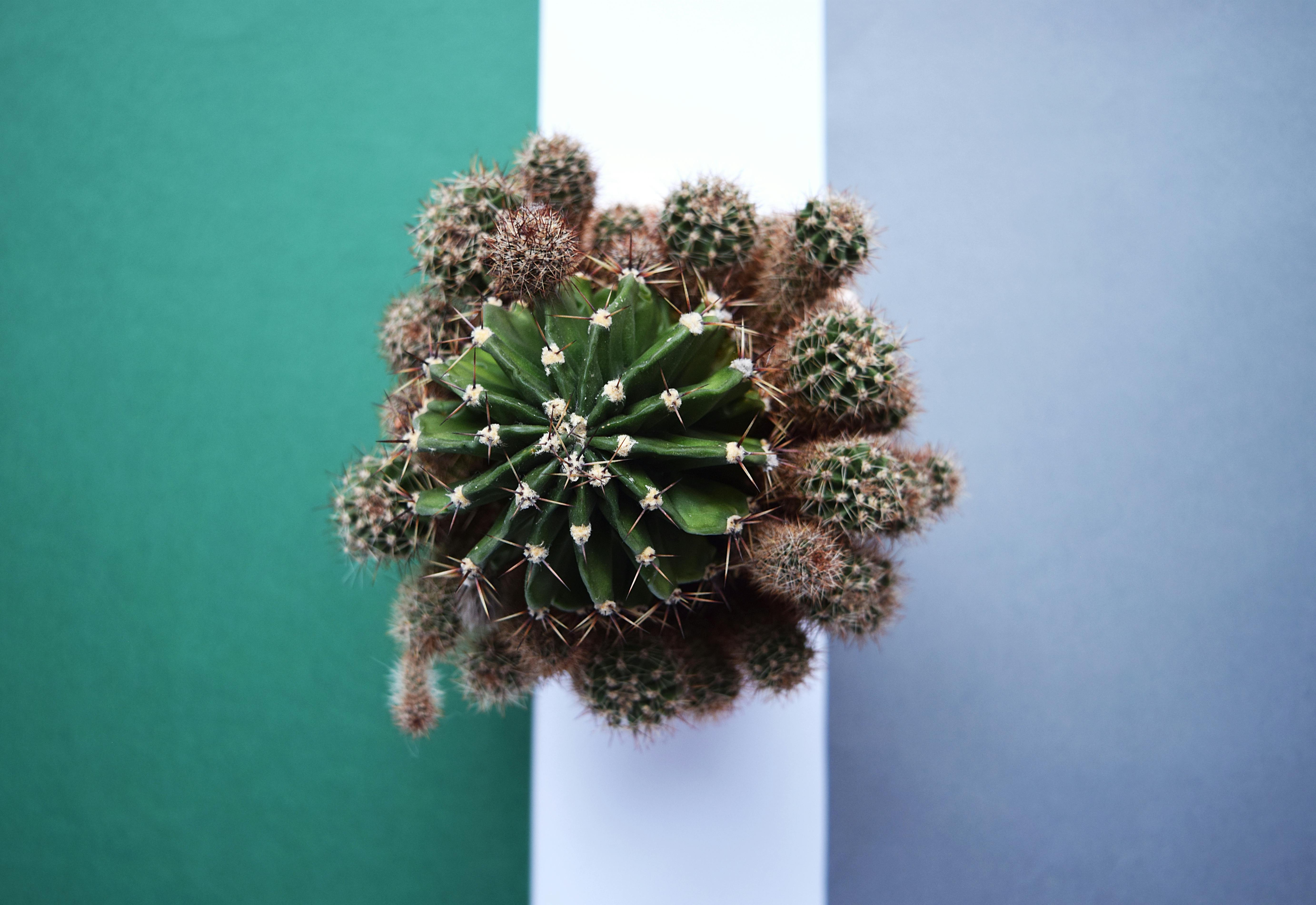 Free stock photo of botanical, botany, cacti